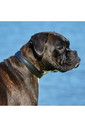 2022 Weatherbeeta Padded Leather Dog Collar 1001696 - Black